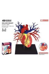 4D Master Deluxe Kalp Maketi Gerçek Boyut